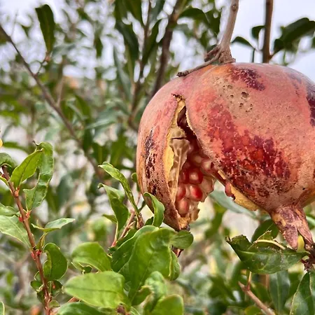 Punta Prima - Charming Spanish With South-facing Terrace By The Sea Διαμέρισμα *