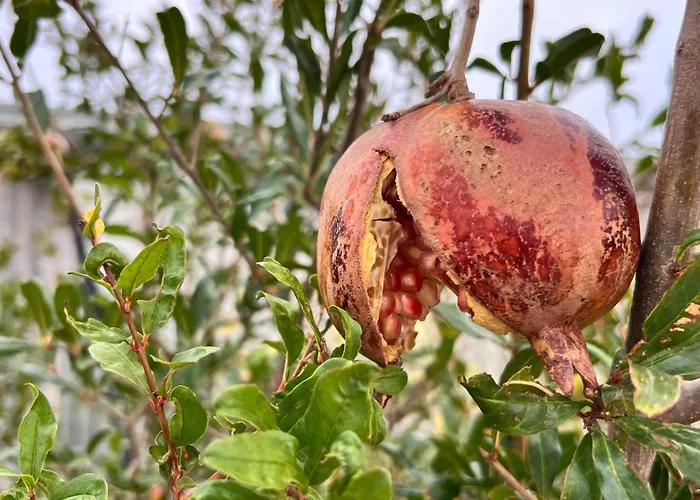 Punta Prima - Charming Spanish With South-facing Terrace By The Sea Apartment *