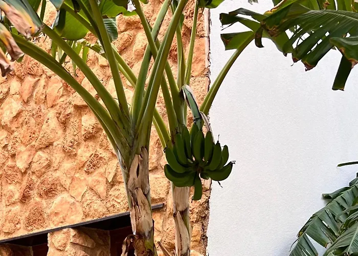 Apartment Punta Prima - Charming Spanish With South-facing Terrace By The Sea *